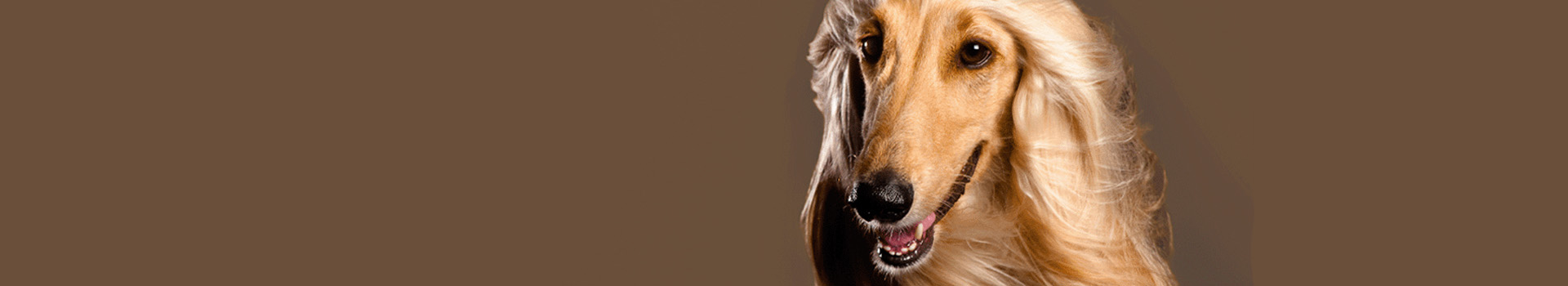 Banner 4Zampeinfiera25